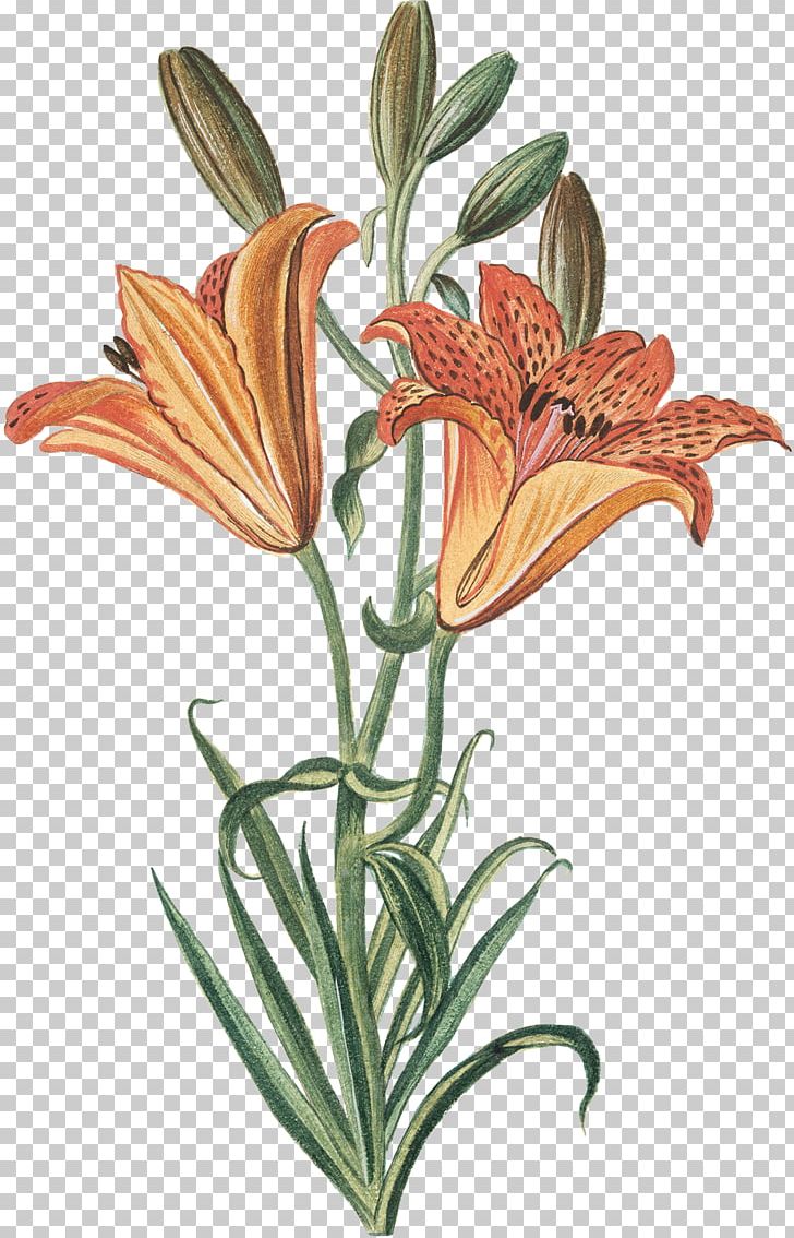 Cut Flowers Plant Stem Flowerpot PNG, Clipart, Cut Flowers, Flora, Flower, Flowering Plant, Flowerpot Free PNG Download