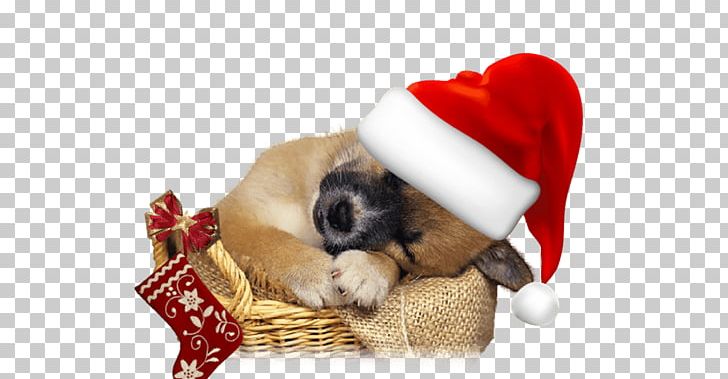 Puppy West Highland White Terrier Weimaraner St. Bernard Golden Retriever PNG, Clipart, Animal, Carnivoran, Cat, Christmas Ornament, Companion Dog Free PNG Download
