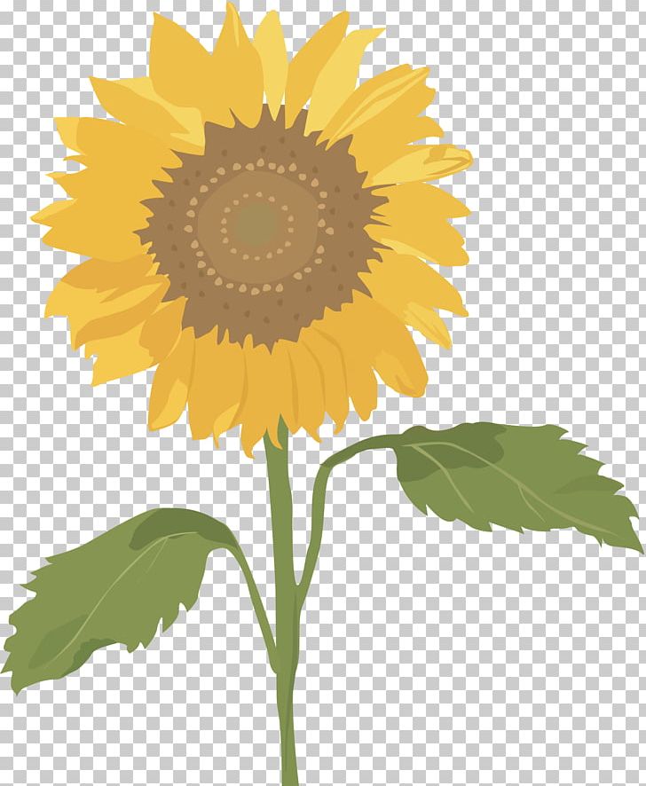 Common Sunflower Sunflower Seed PNG, Clipart, Clip Art, Common Sunflower, Daisy Family, Description, Drawing Free PNG Download