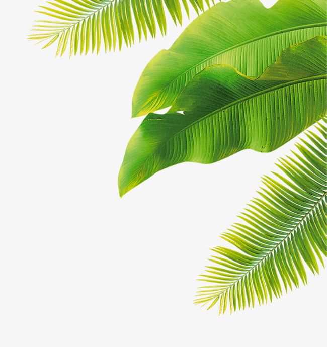 Green Leaves PNG, Clipart, Abstract, Backgrounds, Banana Leaves, Beauty In Nature, Blue Free PNG Download