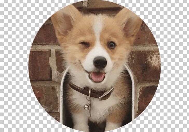Pembroke Welsh Corgi Puppy Southern Cross Dog Breed PNG, Clipart, Animals, Bark, Best In Show, Carnivoran, Companion Dog Free PNG Download