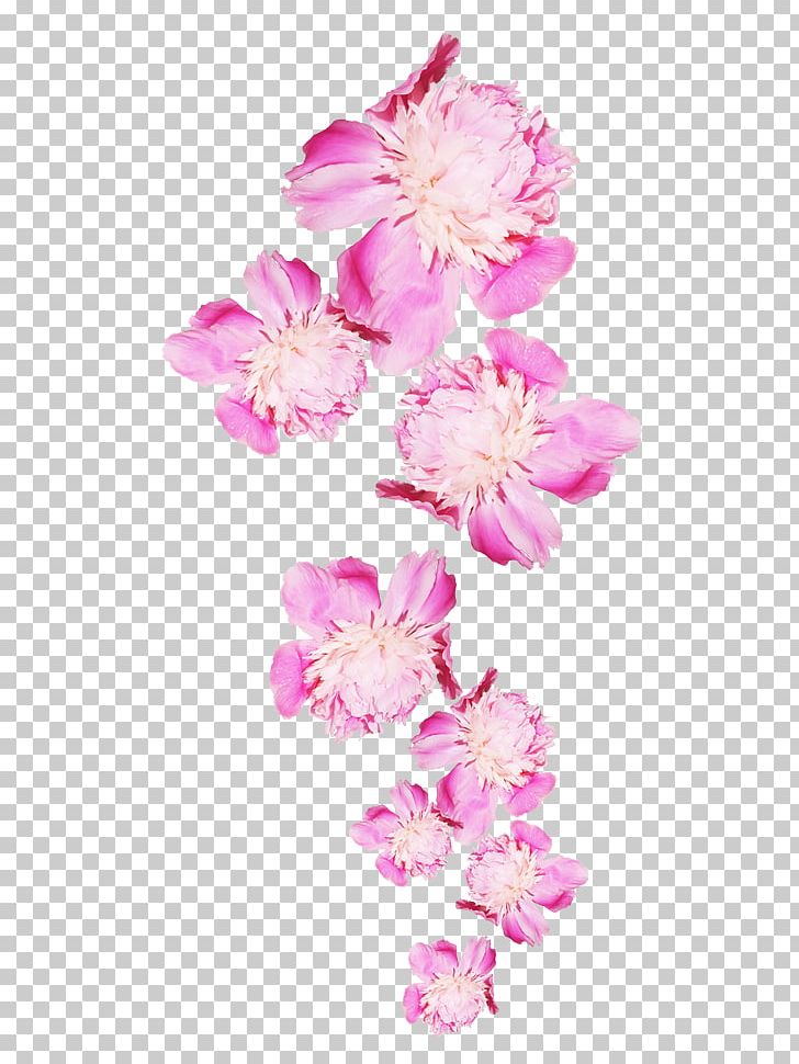 Peony Flower Icon PNG, Clipart, Blossom, Branch, Cherry, Encapsulated Postscript, Flower Arranging Free PNG Download