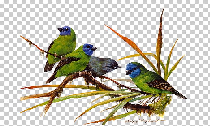 Birds Of Asia Green Paint By Number Color PNG, Clipart, Animal, Animals, Artikel, Beak, Birds Of Asia Free PNG Download