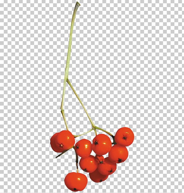 Cherry Fruit Home Page PNG, Clipart, Berry, Cherry, Clip Art, Flower, Flower Bouquet Free PNG Download