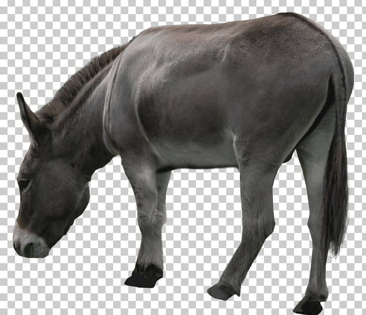 Donkey Aasi Mule PNG, Clipart, Animals, Burro, Computer Icons, Desktop Wallpaper, Donkey Free PNG Download