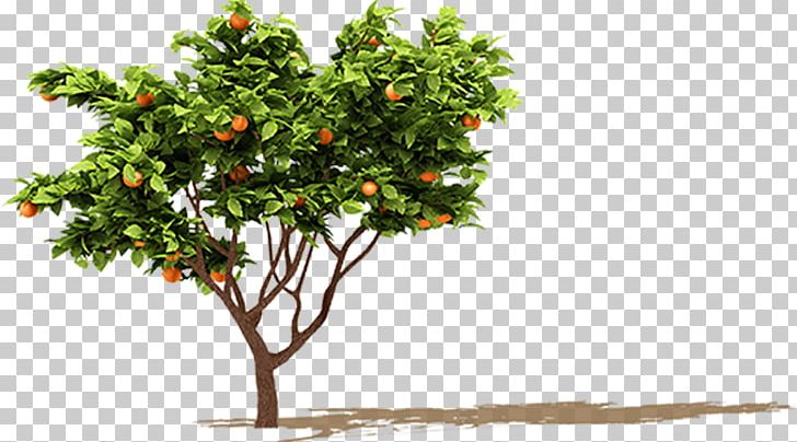 Fruit Tree Orange Branch PNG, Clipart, Apple, Branch, Citrus, Fruit, Fruit Tree Free PNG Download