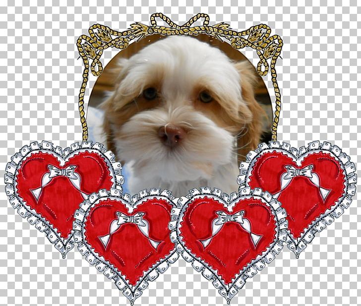 Morkie Shih Tzu Puppy Care Havanese Dog PNG, Clipart,  Free PNG Download