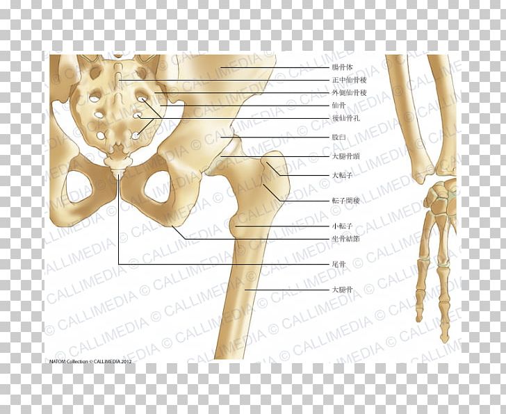 Pelvis Bone Forearm Ligament Hip PNG, Clipart, Abdomen, Anatomy, Arm, Bone, Buttocks Free PNG Download