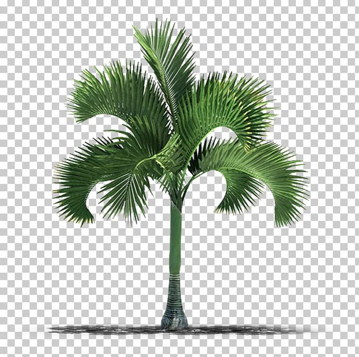 Palm Trees Stock Photography PNG, Clipart, 3d Computer Graphics, 3d Modeling, Arecales, Autodesk 3ds Max, Borassus Flabellifer Free PNG Download