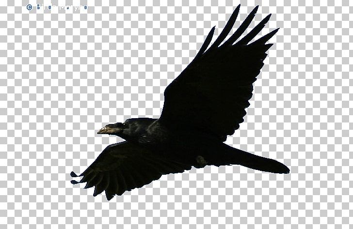 American Crow Rook Common Raven Bald Eagle PNG, Clipart, Accipitriformes, American Crow, Bald Eagle, Beak, Bird Free PNG Download