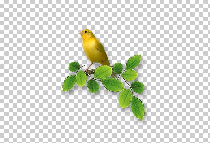 Bird 工笔花鸟 水墨山水 Portable Network Graphics PNG, Clipart, Animals, Anniversary, Beak, Bird, Branch Free PNG Download
