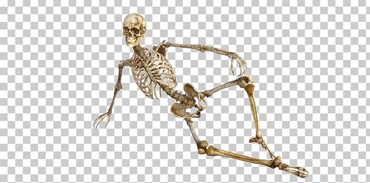 Human Body Human Skeleton Anatomy Axial Skeleton Muscle PNG, Clipart, Anatomy, Axial Skeleton, Body Jewelry, Bone, Fantasy Free PNG Download