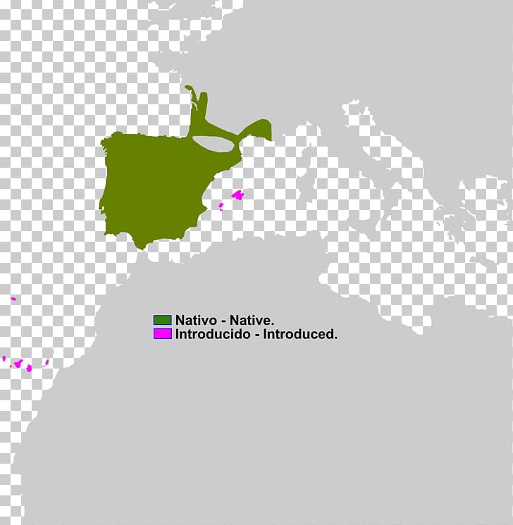 Spain France Border Barbary Macaque Blank Map PNG, Clipart, Amphibian, Animals, Area, Barbary Macaque, Blank Map Free PNG Download