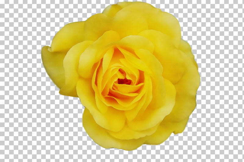 Garden Roses PNG, Clipart, Beach Rose, Cut Flowers, Drop, Flower, Garden Free PNG Download