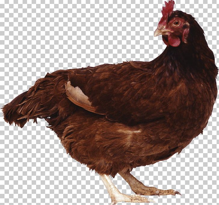 Chicken Goat Poultry Cattle Duck PNG, Clipart, Akitainu, American Poultry Association, Animals, Awesome, Beak Free PNG Download