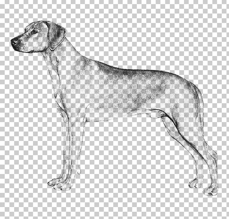 Dog Breed English Foxhound Harrier Great Dane Sloughi PNG, Clipart, American Kennel Club, Black And White, Breed, Carnivoran, Dog Free PNG Download