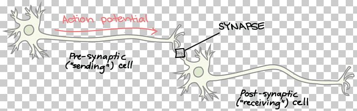 Neurotransmitter Synapse Neuron Brain Axon Terminal PNG, Clipart, Academy, Angle, Antler, Art, Axon Free PNG Download
