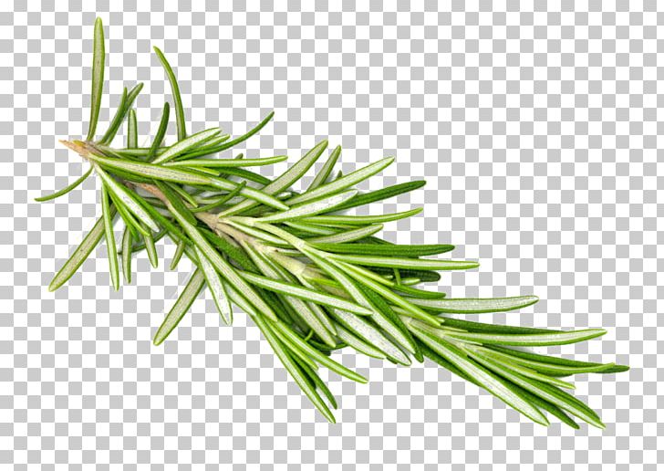 Rosemary Herb Computer Icons PNG, Clipart, Computer Icons, Computer Software, Essential Oil, Forward, Grass Free PNG Download