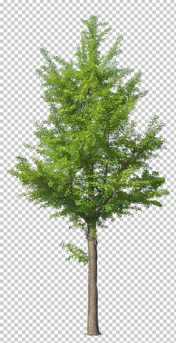 Tree Ginkgo Biloba PNG, Clipart, Arbre, Branch, Conifer, Encapsulated Postscript, Evergreen Free PNG Download