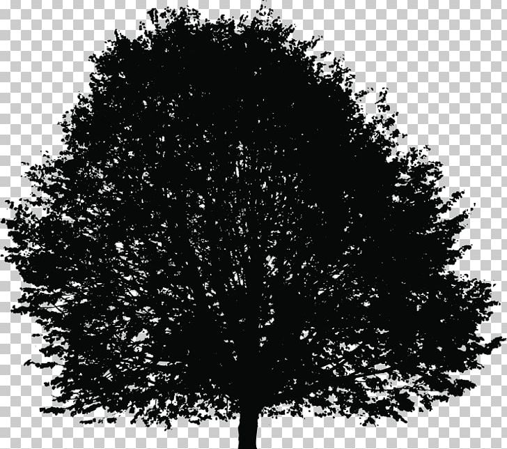 Tree Silhouette Deciduous PNG, Clipart, Black And White, Branch, Deciduous, Monochrome, Monochrome Photography Free PNG Download