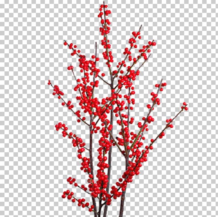 Winterberry Flower Branch Plant Stem Quercus Ilex PNG, Clipart, Berry, Blossom, Box, Branch, Floral Design Free PNG Download