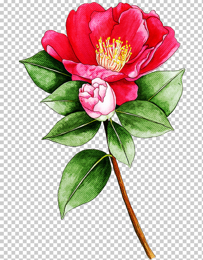 Flower Plant Petal Pink Chinese Peony PNG, Clipart, Camellia, Camellia Sasanqua, Chinese Peony, Common Peony, Cut Flowers Free PNG Download