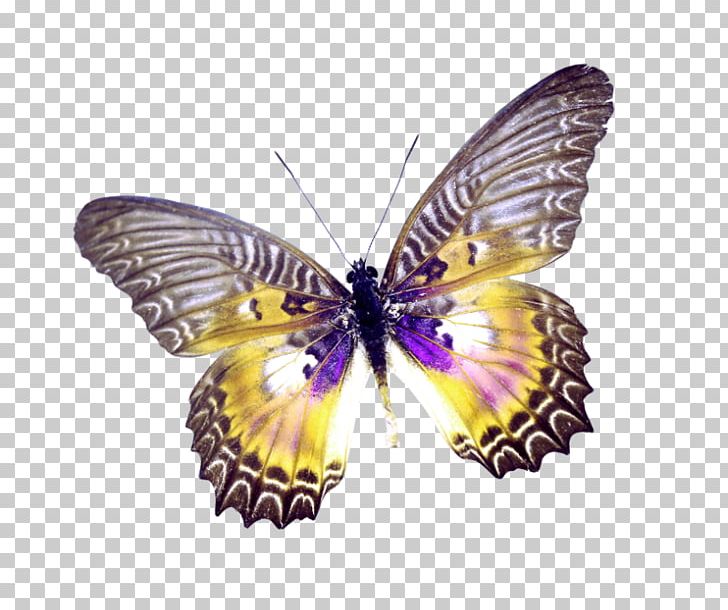 Butterfly PNG, Clipart, Animal, Arthropod, Beautiful, Beautiful Girl, Brush Footed Butterfly Free PNG Download