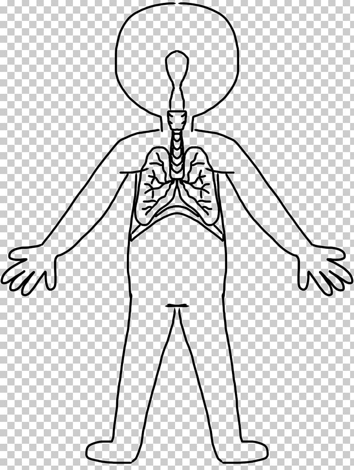 Human Body Drawing Circulatory System PNG, Clipart, Anatomy, Angle, Arm, Black And White, Circulatory System Free PNG Download