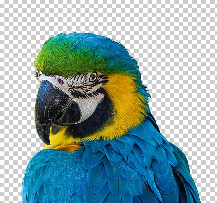Parrot Bird Blue-and-yellow Macaw Scarlet Macaw Military Macaw PNG, Clipart, Animal, Animals, Beak, Bird, Blueandyellow Macaw Free PNG Download
