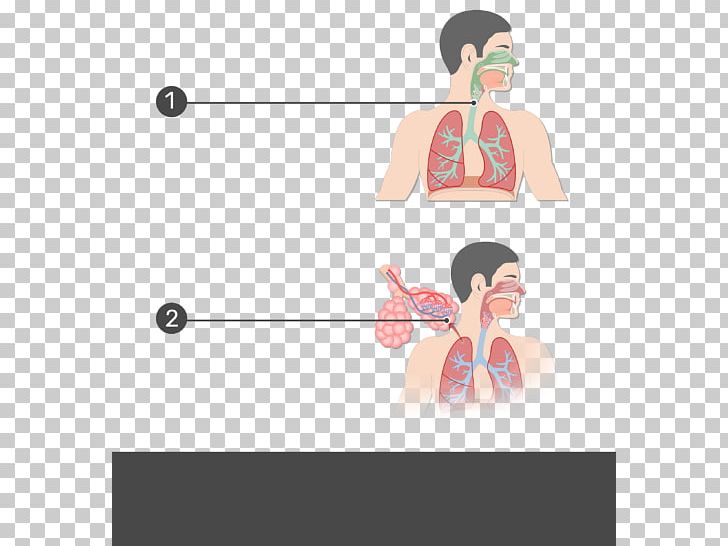 Respiratory Tract Anatomy Respiratory System Pulmonary Alveolus PNG, Clipart, Anatomy, Cartoon, Ear, Graphic Design, Homo Sapiens Free PNG Download