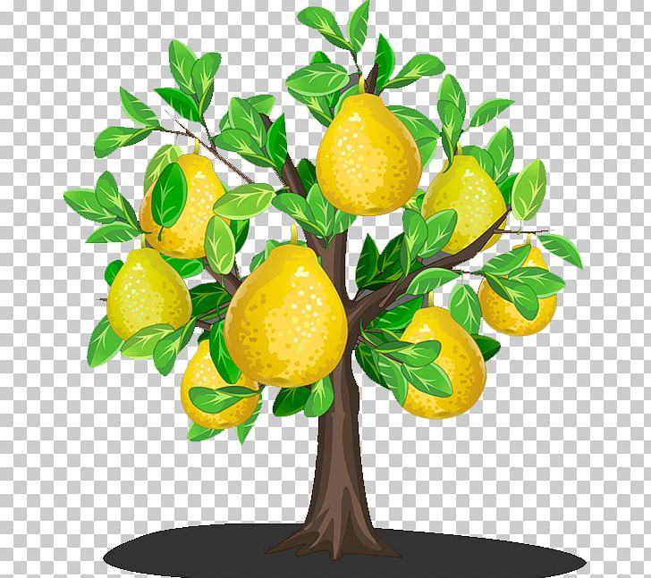 Lemon Asian Pear U9999u68a8u5bbeu9986 PNG, Clipart, Apple Pears, Asian Pear, Auglis, Citron, Citrus Free PNG Download