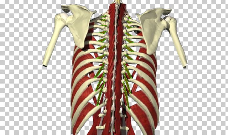 Levatores Costarum Muscles Gray's Anatomy Stock Illustration Serratus Anterior Muscle PNG, Clipart,  Free PNG Download