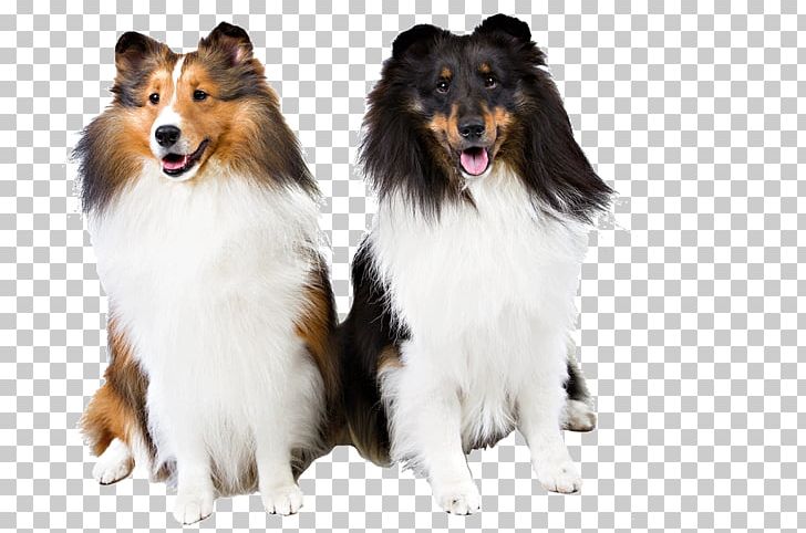 Rough Collie Shetland Sheepdog Dog Breed Scotch Collie Companion Dog PNG, Clipart, Book, Breed, Carnivoran, Collie, Companion Dog Free PNG Download