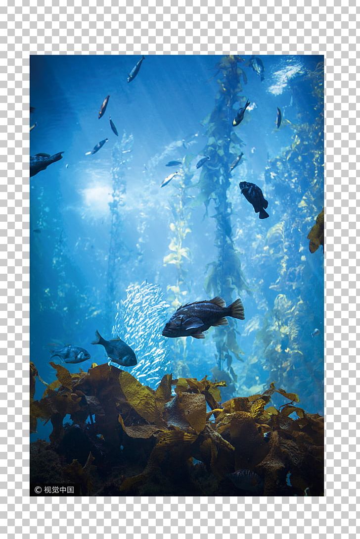 Sea Life Centres Ocean Underwater Aquarium PNG, Clipart, Area, Computer Wallpaper, Coral, Dolphin, Fish Free PNG Download