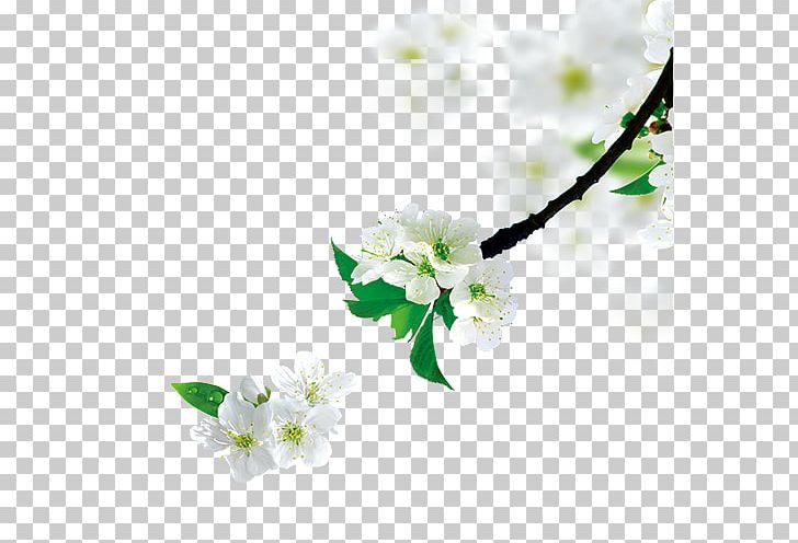 Tree Branch PNG, Clipart, Autumn Tree, Blossom, Branch, Branches, Christmas Tree Free PNG Download