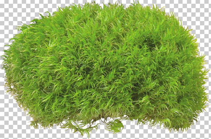 Others Grass Bushes PNG, Clipart, Bushes, Clip Art, Computer Icons, Computer Software, Dots Per Inch Free PNG Download