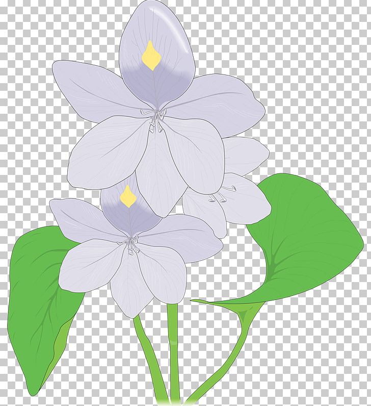 Water hyacinth - Stock Illustration [69167355] - PIXTA