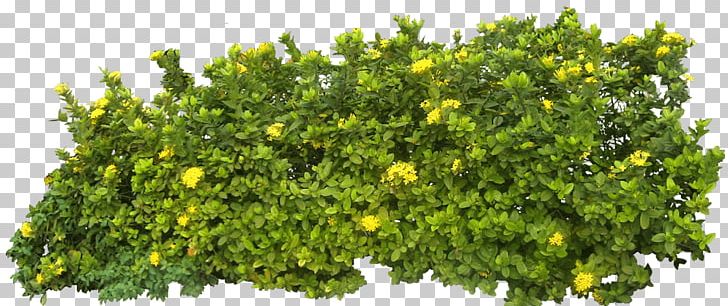 Bush Footer PNG, Clipart, Bushes And Branches, Nature Free PNG Download