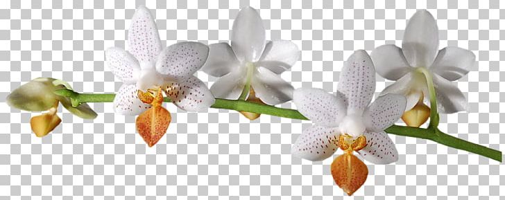 Flower Digital Orchids PNG, Clipart, Branch, Cattleya, Cicek, Cicek Resimleri, Cut Flowers Free PNG Download