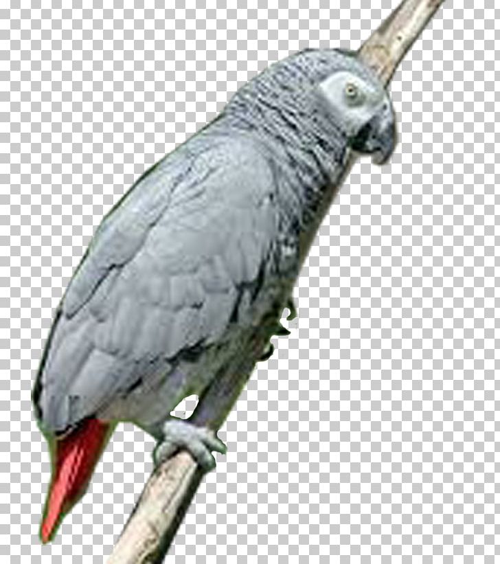 Greater Vasa Parrot Bird Grey Parrot PNG, Clipart, African Grey, Animal, Animals, Beak, Bird Free PNG Download