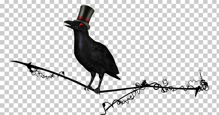 Common Raven PNG, Clipart, Adobe Illustrator, Animals, Beak, Bird, Black And White Free PNG Download