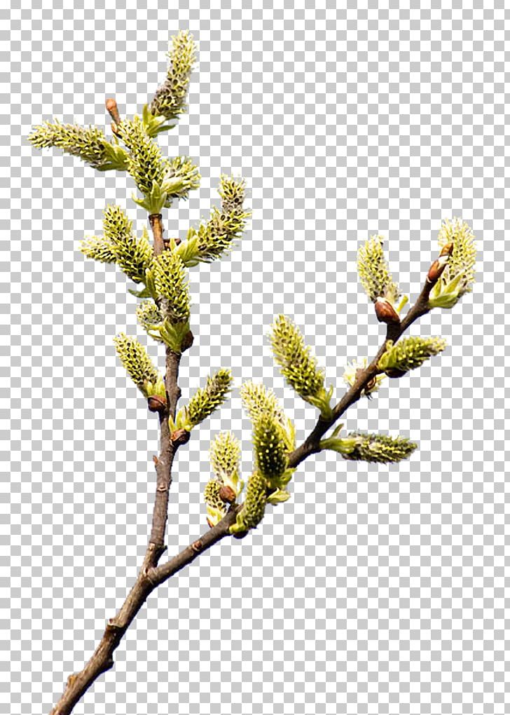 Internet Willow Palm Sunday PNG, Clipart, Branch, Conifer, Fir, Inn, Internet Free PNG Download