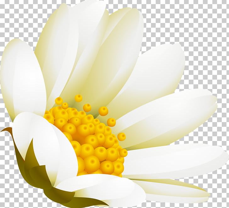 White Flower Advertising DenizBank PNG, Clipart, Advertising, Camomile, Closeup, Denizbank, Flower Free PNG Download