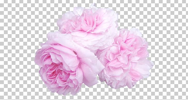 Cabbage Rose Garden Roses Cut Flowers Pink PNG, Clipart,  Free PNG Download