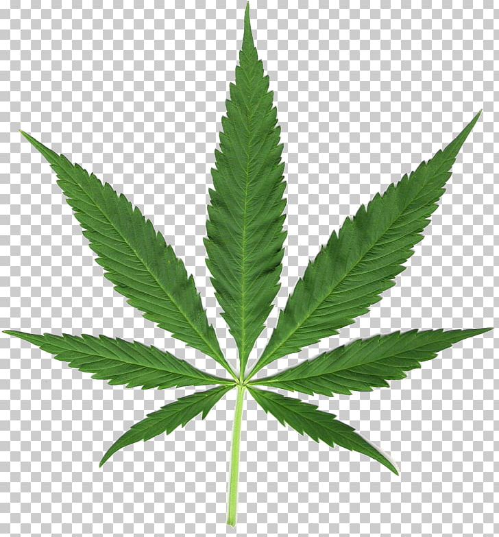 Cannabis Sativa Medical Cannabis Tetrahydrocannabinol Marijuana PNG, Clipart, Budi Daya, Cannabinoid, Cannabinol, Cannabis, Cannabis Sativa Free PNG Download
