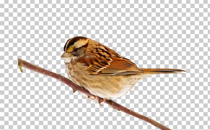 House Sparrow Bird PNG, Clipart, American Sparrows, Animals, Bird, Desktop Wallpaper, Encapsulated Postscript Free PNG Download