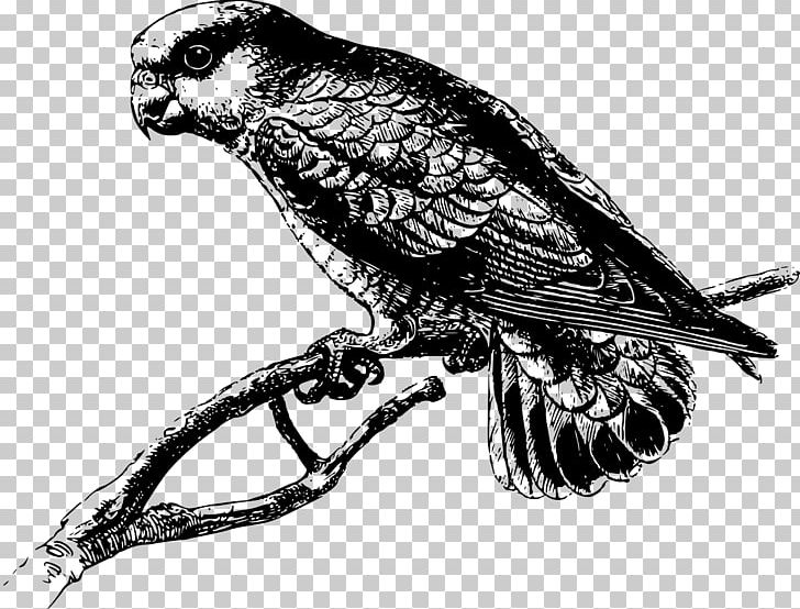 Macaw Parrot Bird PNG, Clipart, Animals, Beak, Bird, Bird Of Prey, Black And White Free PNG Download