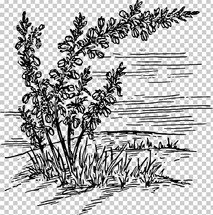 Calluna PNG, Clipart, Botany, Branch, Calluna, Download, Drawing Free PNG Download