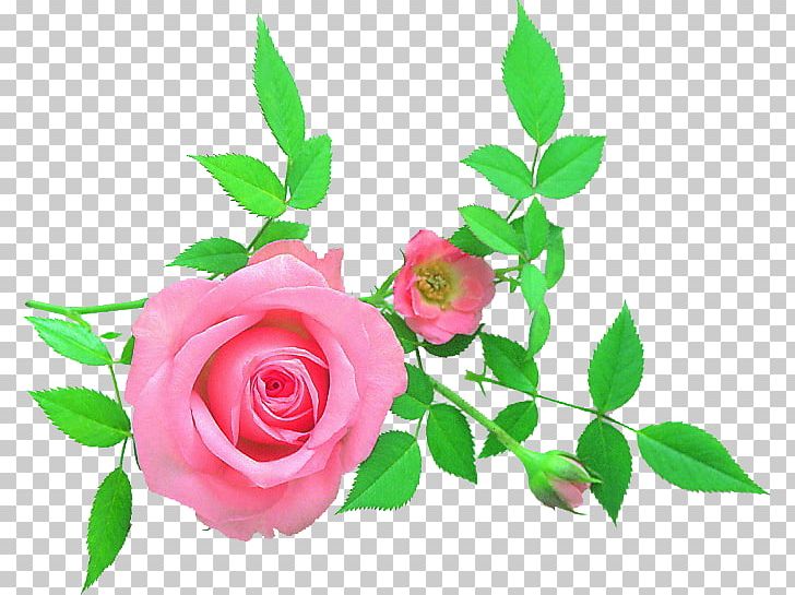 Garden Roses Cabbage Rose Floral Design Cut Flowers Petal PNG, Clipart, Art, Cut Flowers, Flora, Floral Design, Floristry Free PNG Download
