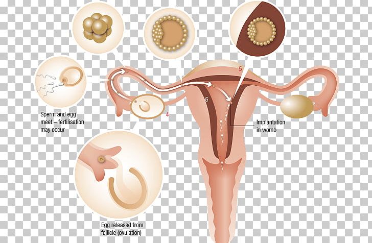 Menstrual Cycle Irregular Menstruation Woman Estrogen PNG, Clipart, Cycle, Ear, Estrogen, Fertilisation, Finger Free PNG Download